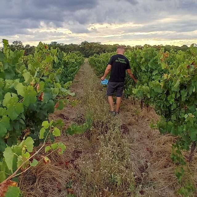 Visite et dégustation de vins IGP Cévennes au Domaine des Maladières
