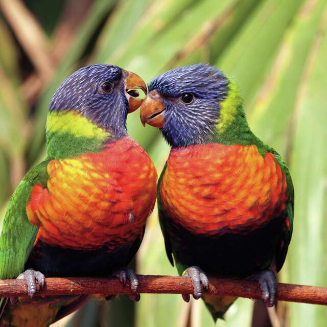 Parc des Oiseaux