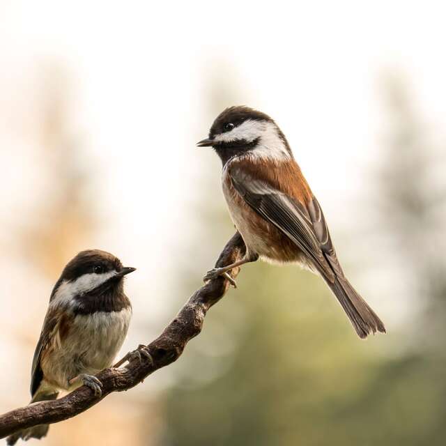 Point Rencontre : Les oiseaux de Pardigon