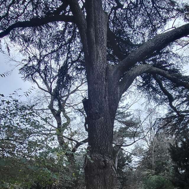 Patrimoine en lecture " il restera l'arbre "