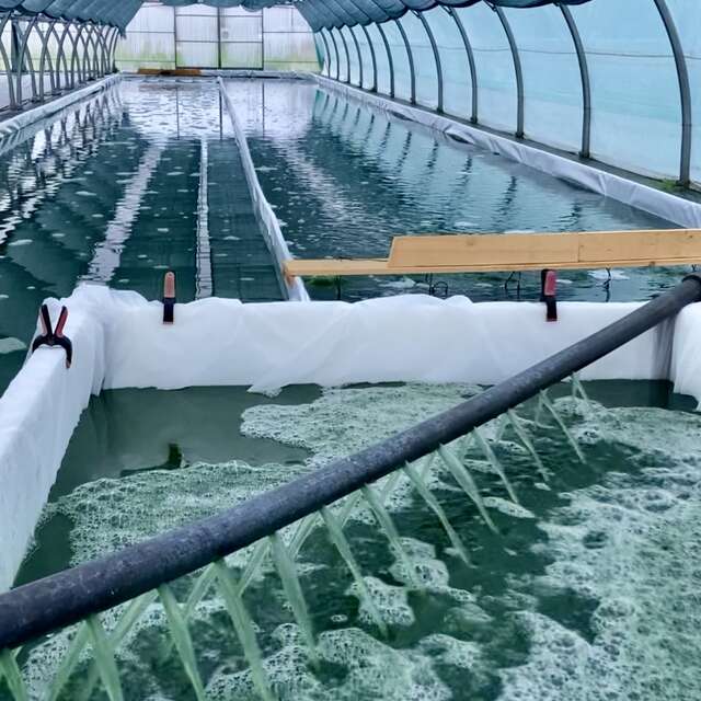 Spiruline Astrée