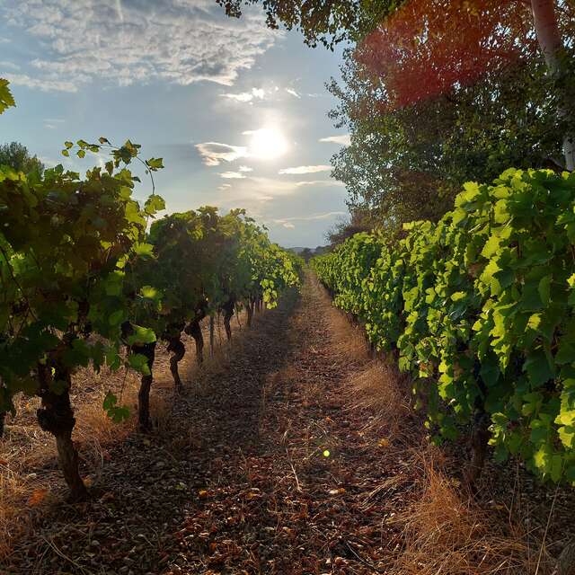 Visite, dégustation de vins IGP Cévennes :  Mas Lander