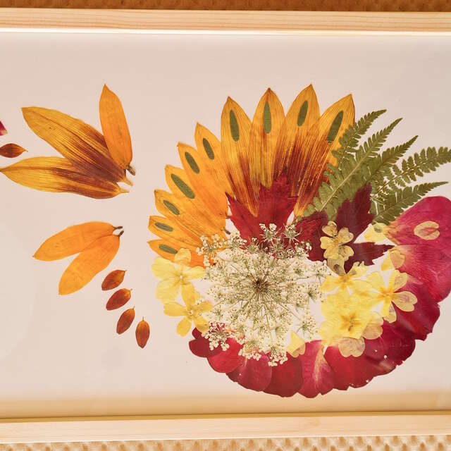 Oxaléa - Visual artist working with plants