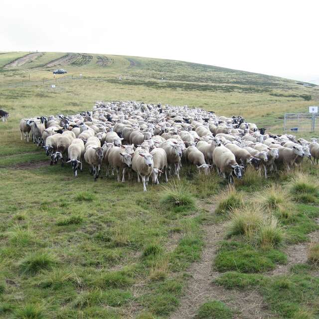 Fête du mouton - concours amical de chiens de troupeau
