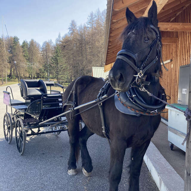 Balade en calèche - Les ânes de Milou