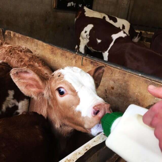 Discovering the farm