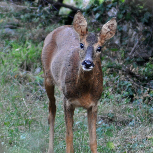 Sur les traces des animaux