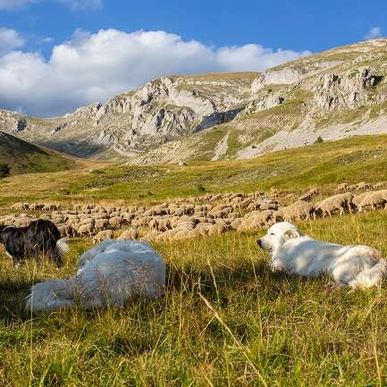 Rencontre Pastoralisme avec Mathilde, bergère au col de Rabou