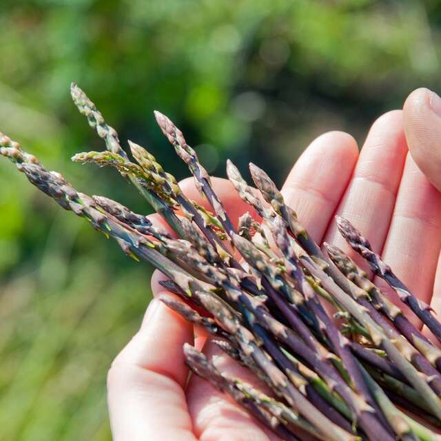 A hike to discover edible & medicinal plants