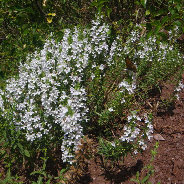 Découverte des plantes sauvages du Mercantour.