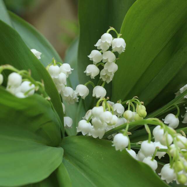 Vente de muguet
