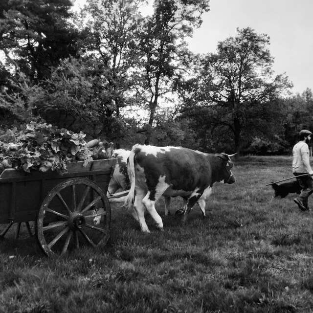 La faux, le foin et les vaches : La récolte traditionnelle du fourrage