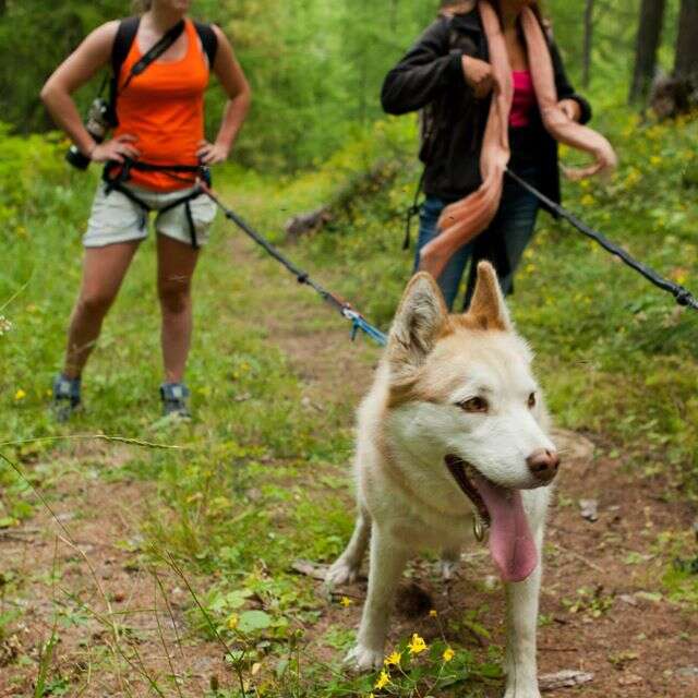 Azak Mushing