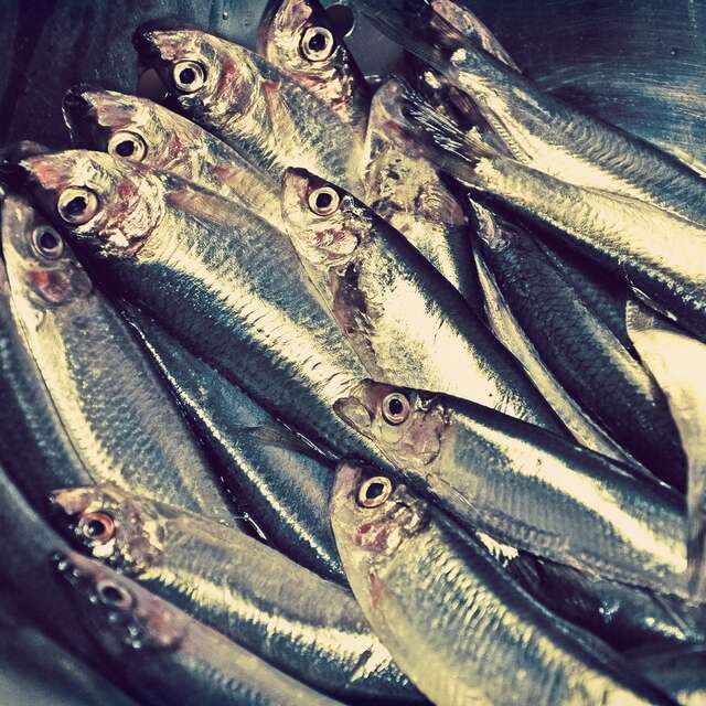 Marché aux poissons