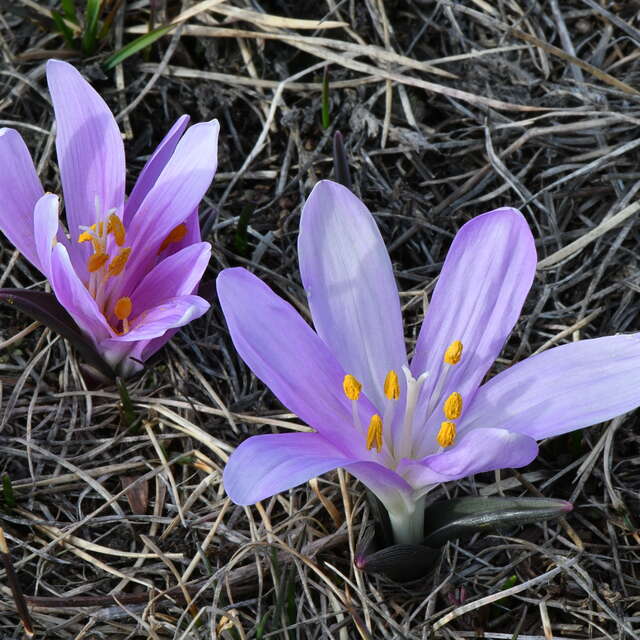 Slideshow "Mountain flora in pictures