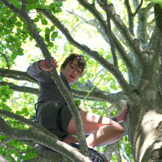 Améthyste - Grimpe d'arbres