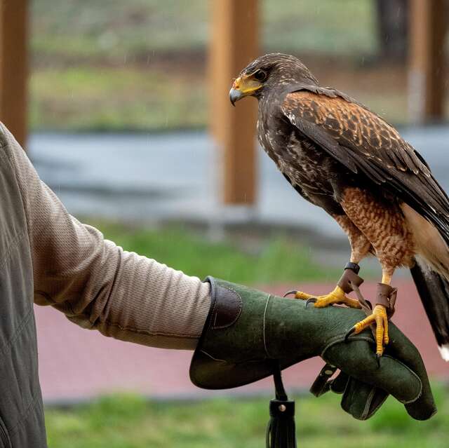 JEP : fauconnerie, démonstration de chasse au vol