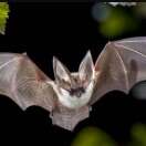 Chauves-Souris & Hirondelles - Découverte des mammifères nocturnes et des oiseaux