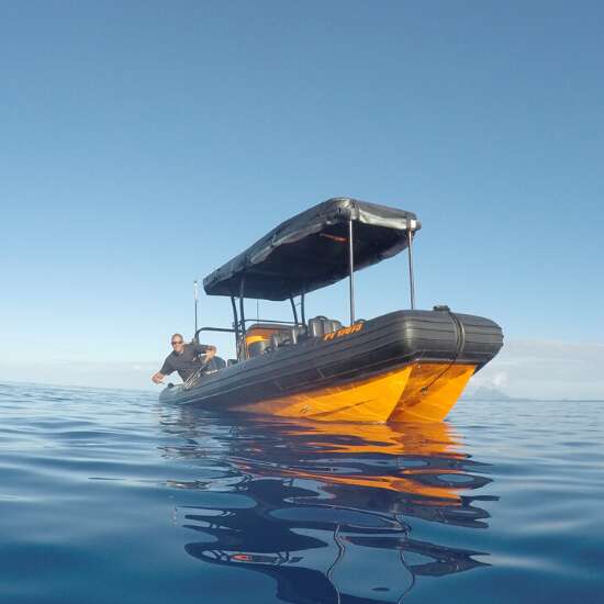 Tohora Bora Bora - Sortie baleines