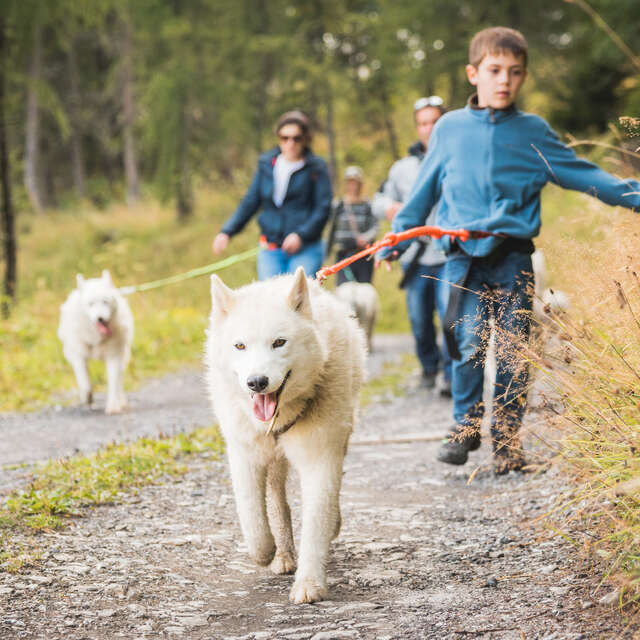 Husky-Wanderung