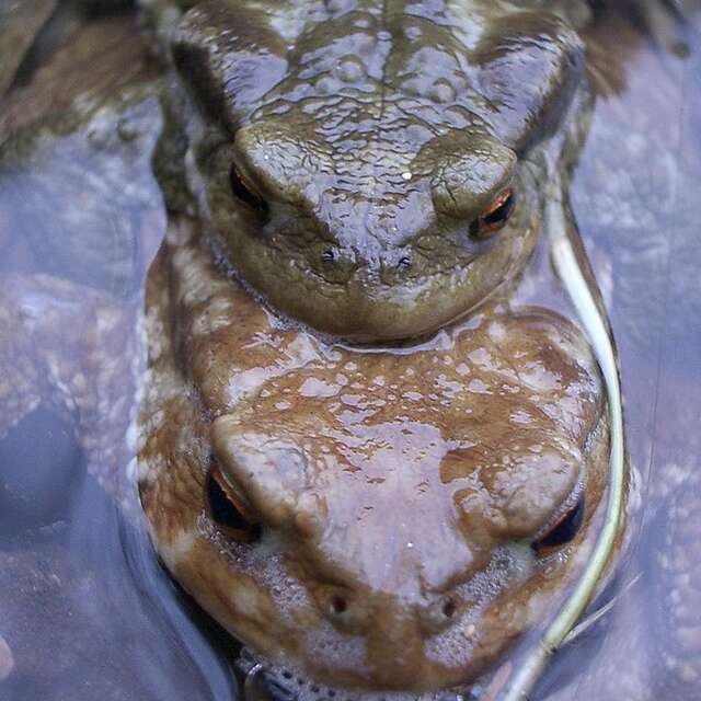Petite leçon de nature : les amphibiens
