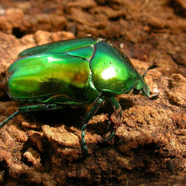 Minuscules : le monde des insectes