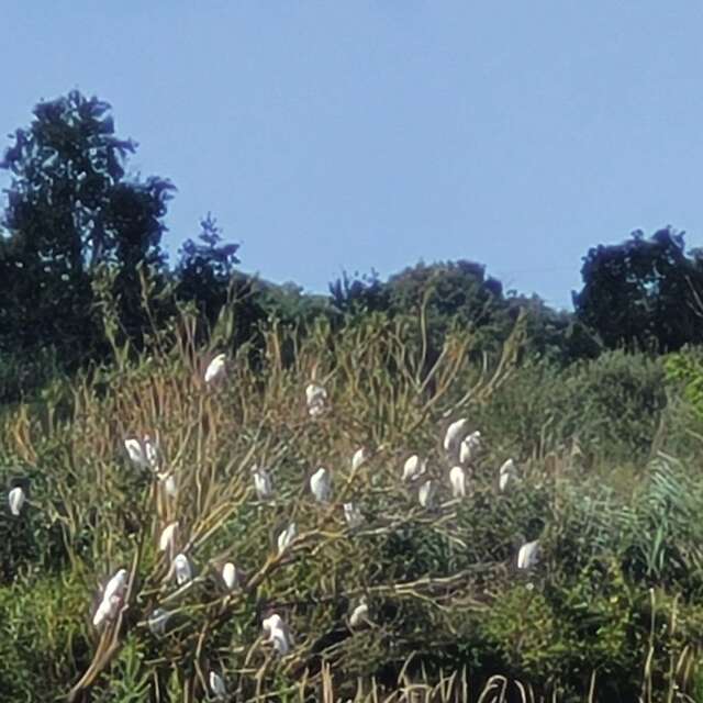 Balade européenne en Dombes, une nature à préserver