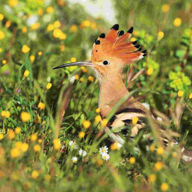 Fête de la Nature