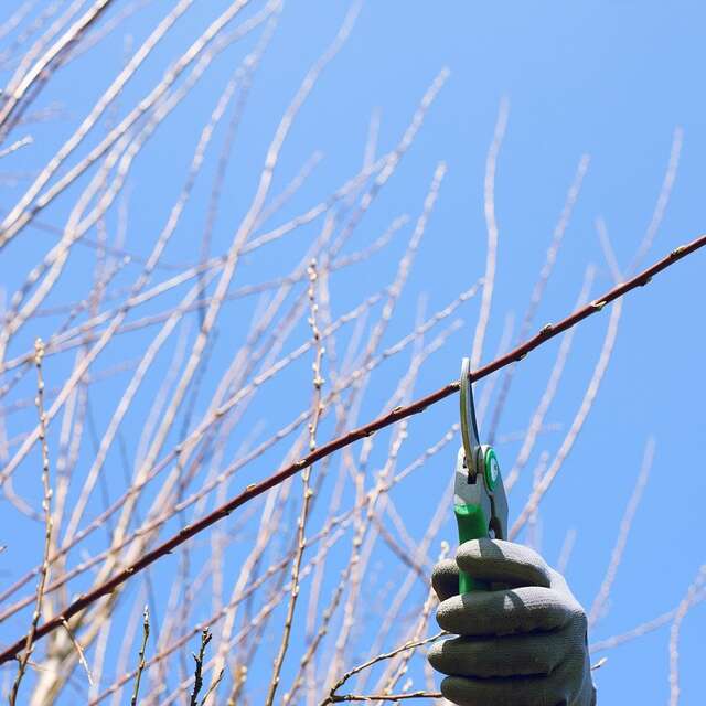 Stage "Taille douce des arbres fruitiers à pépins"