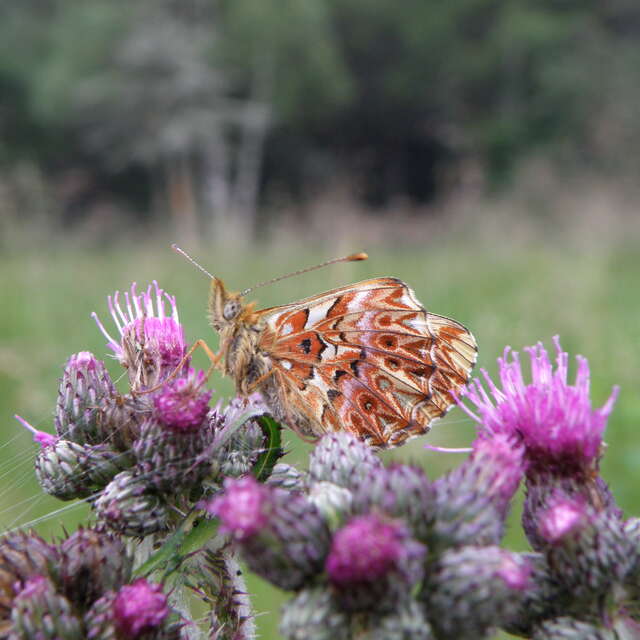 Libellules et Papillons / Balade Famille
