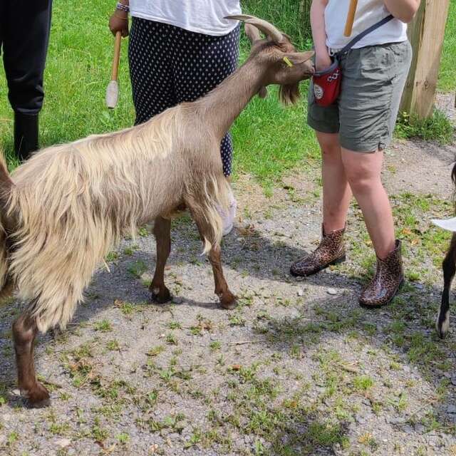 Ateliers en famille sur le comportement animal