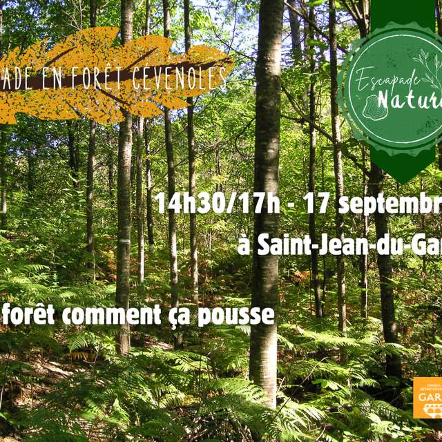 La Forêt comment ça pousse ?