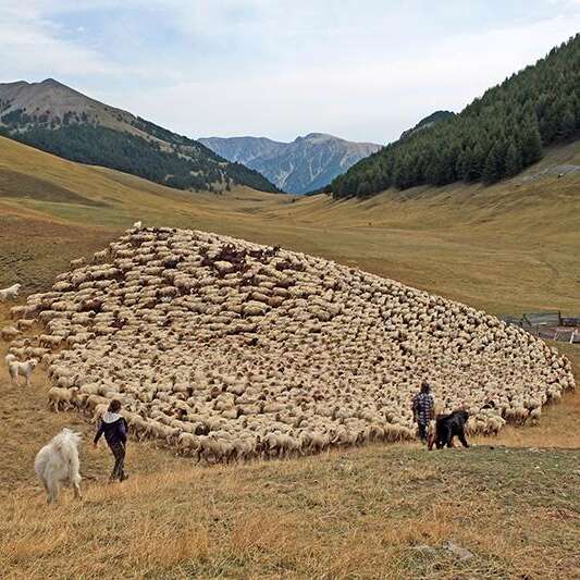 Repas et soirée sur le pastoralisme