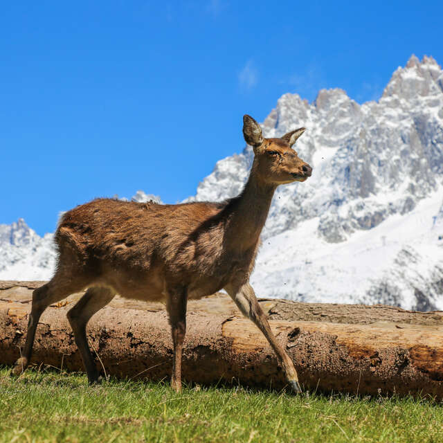 Merlet Wildlife park