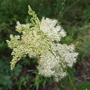 Plantes aromatiques et médicinales
