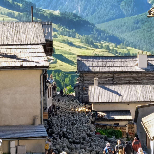 Transhumance à Saint Véran