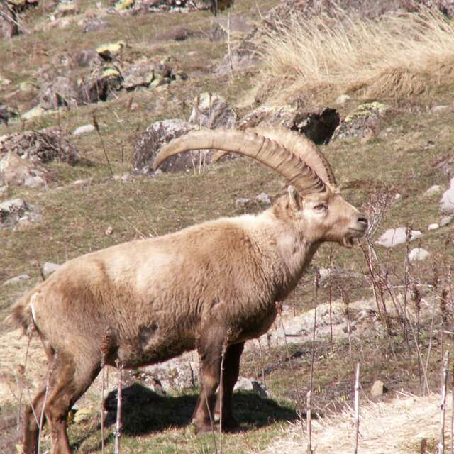 Chamois et bouquetins à Champoléon balade en raquettes
