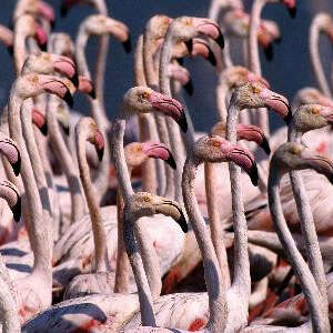 Bureau des Guides Naturalistes - BGN