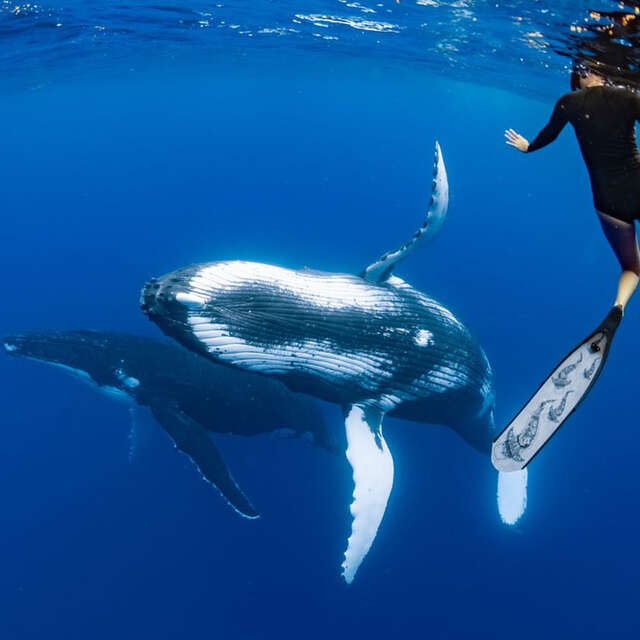 SARL Kavic - Whale watching tours