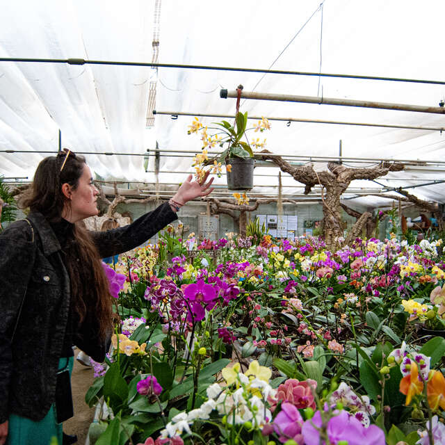 A la découverte du monde magique des orchidées