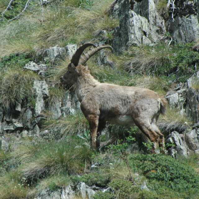 Randonnée - Valgo Champsaur Sauvage