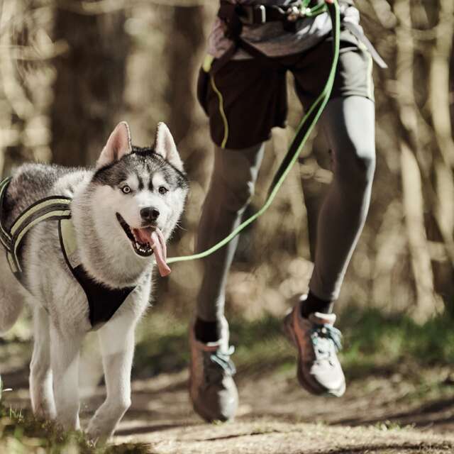 Cani-trail