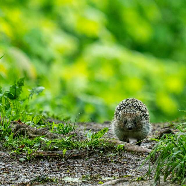 Rencontres de l'Environnement - Immersion sensorielle en forêt