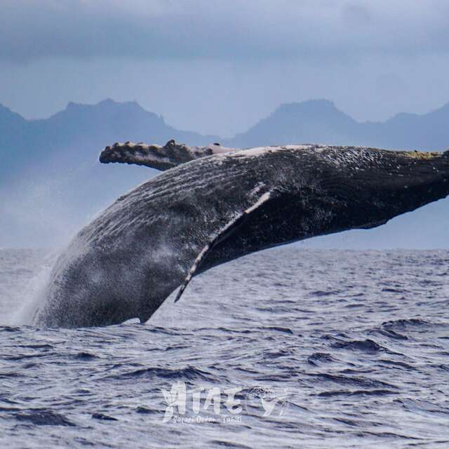 'ATAE Safari Ocean ~ Tahiti