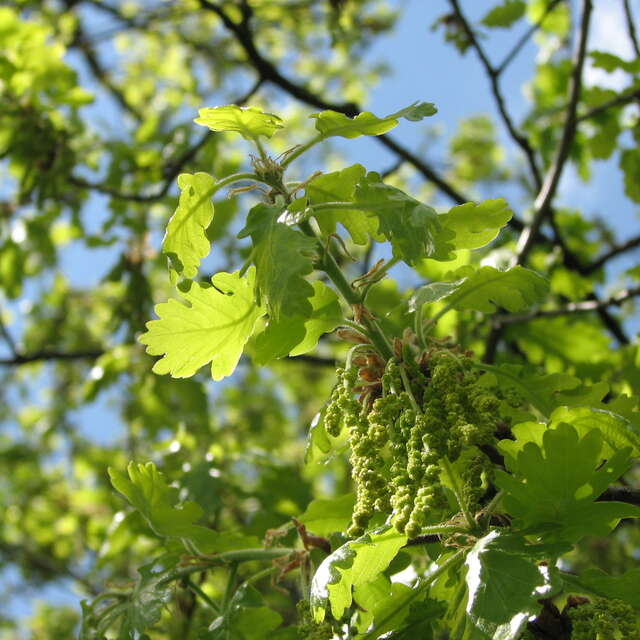 Dans l’intimité de la canopée