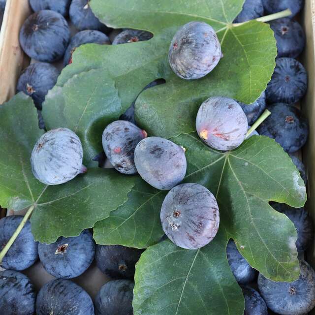 Les Figuières du Mas de Luquet