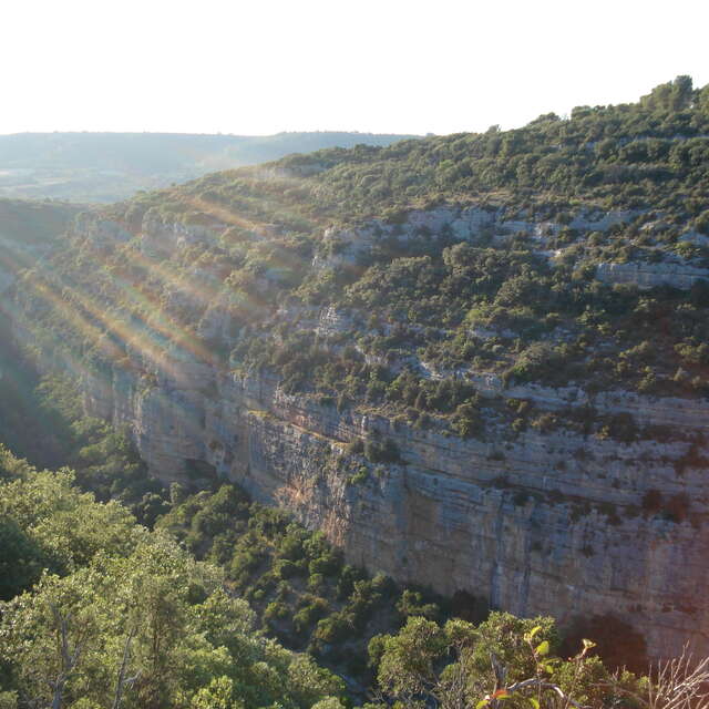 Guided walk on the path of the Baudinard Gorges and Botanical Trail.
