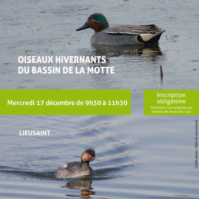 Oiseaux hivernants du Bassin de La Motte