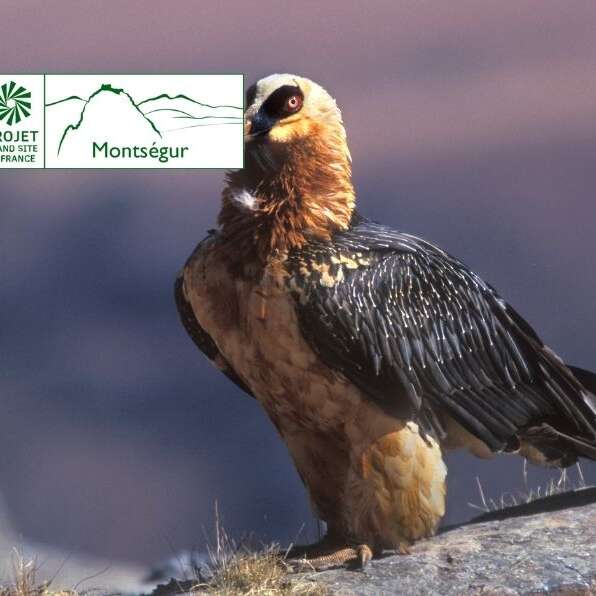 Les jeudis des oiseaux (Natura 2000) - Où sont-ils, qui sont-ils ?