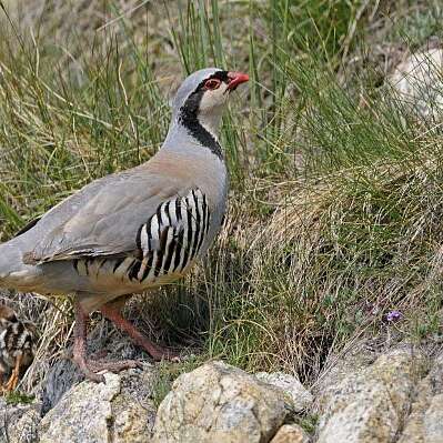 La perdrix bartavelle, un oiseau pas comme les autres